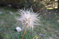 Pulsatilla alpina