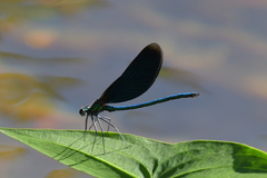 Calopteryx virgo