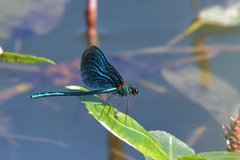 Calopteryx virgo