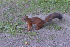 Sciurus vulgaris