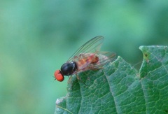 Agathomyia falleni