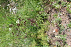 Sphallerocarpus gracilis