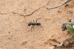 Iridomyrmex lividus
