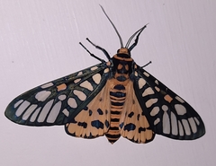 Aglaomorpha plagiata