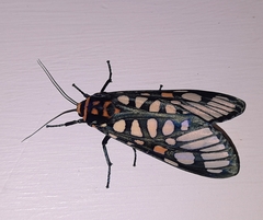 Aglaomorpha plagiata