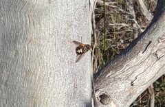 Microtropesa sinuata