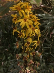Ligularia sibirica