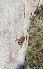 Microtropesa sinuata