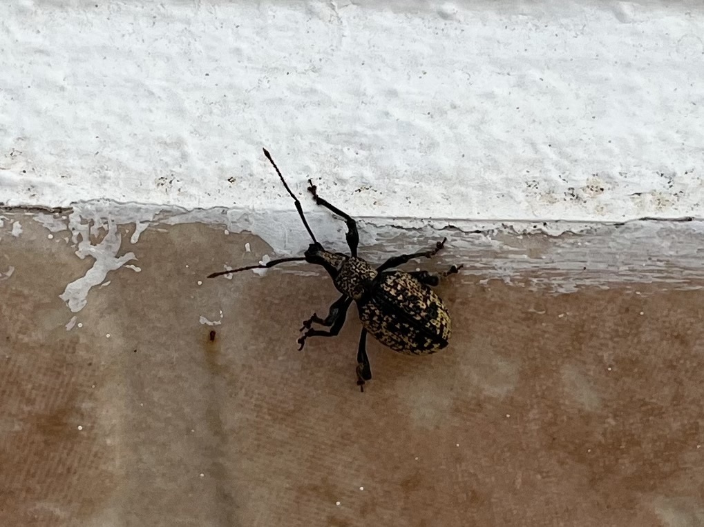 Otiorhynchus corruptor