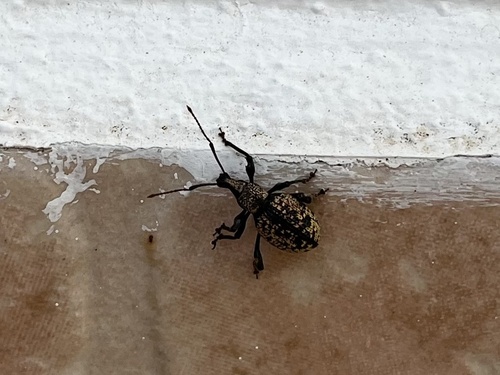 Otiorhynchus corruptor