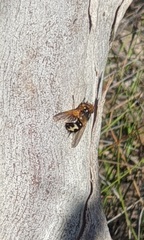 Microtropesa sinuata