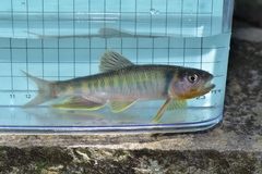 Opsariichthys pachycephalus