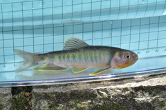 Opsariichthys pachycephalus