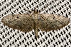 Eupithecia virgaureata