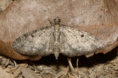 Eupithecia virgaureata