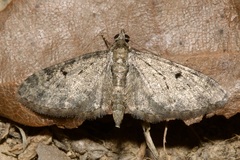 Eupithecia virgaureata