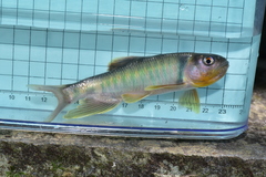 Opsariichthys pachycephalus