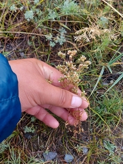 Chamaerhodos grandiflora