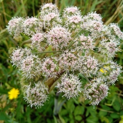 Angelica sylvestris