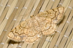 Stegania dilectaria