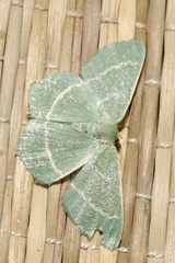 Chlorissa viridata