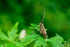 Paraleprodera itzingeri