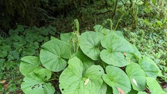 Ligularia stenocephala