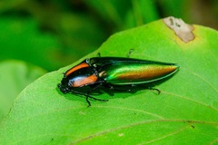 Campsosternus watanabei