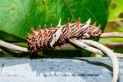 Byasa polyeuctes
