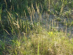 Agrostis vinealis