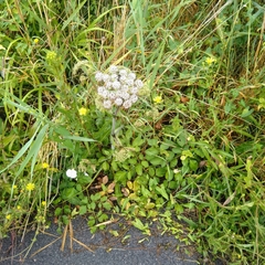 Angelica sylvestris