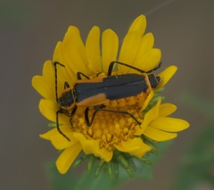 Chauliognathus deceptus