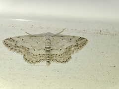 Idaea calunetaria