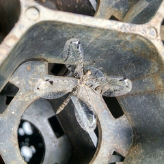 Dendroleon speciosus