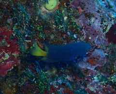 Pomacentrus philippinus