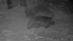 Vombatus ursinus hirsutus
