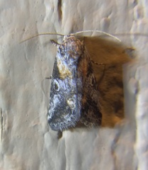 Aleptina inca