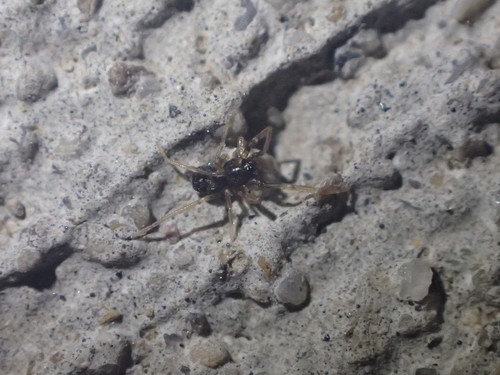 European Ant-eating Spider photo 3