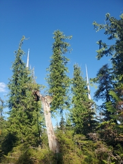 Cupressus nootkatensis