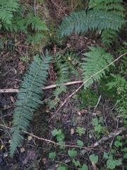 Polystichum setigerum