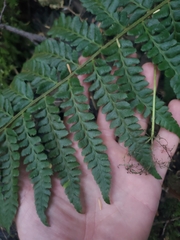 Polystichum setigerum
