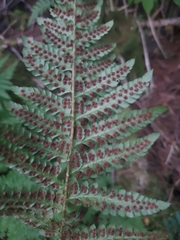Polystichum setigerum