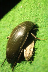 Hydrophilus piceus