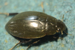 Hydrophilus piceus