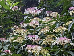 Hydrangea longifolia