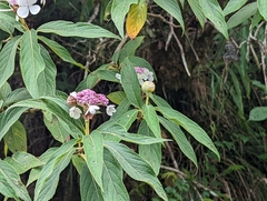 Hydrangea longifolia