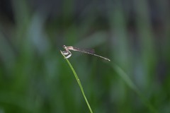 Platycnemis phyllopoda