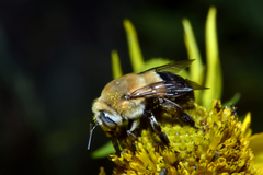 Anthophora montana
