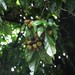 Sloanea dasycarpa - Photo (c) 方伊琳(阿鈣), alguns direitos reservados (CC BY-NC), uploaded by 方伊琳(阿鈣)