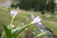 Epilobium alsinifolium